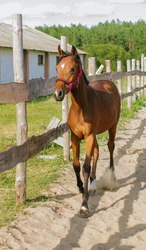 Жеребенок тракененской породы